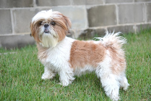 10. Shih Tzu