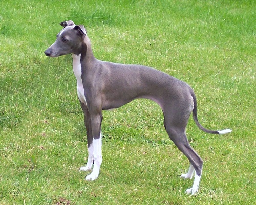 13. Italian Greyhound