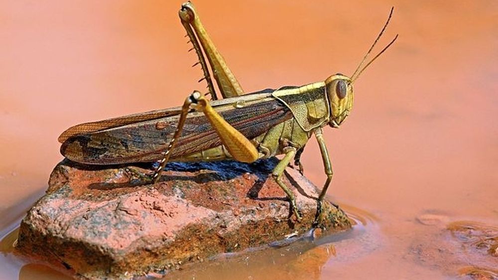 India Will Experience an Infestation of Locusts