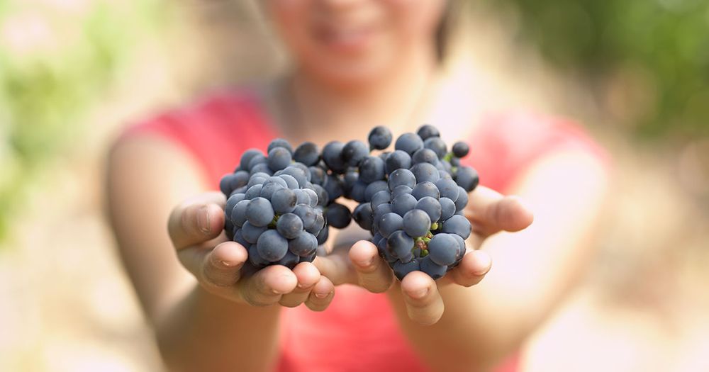 A Grape Idea - Chile