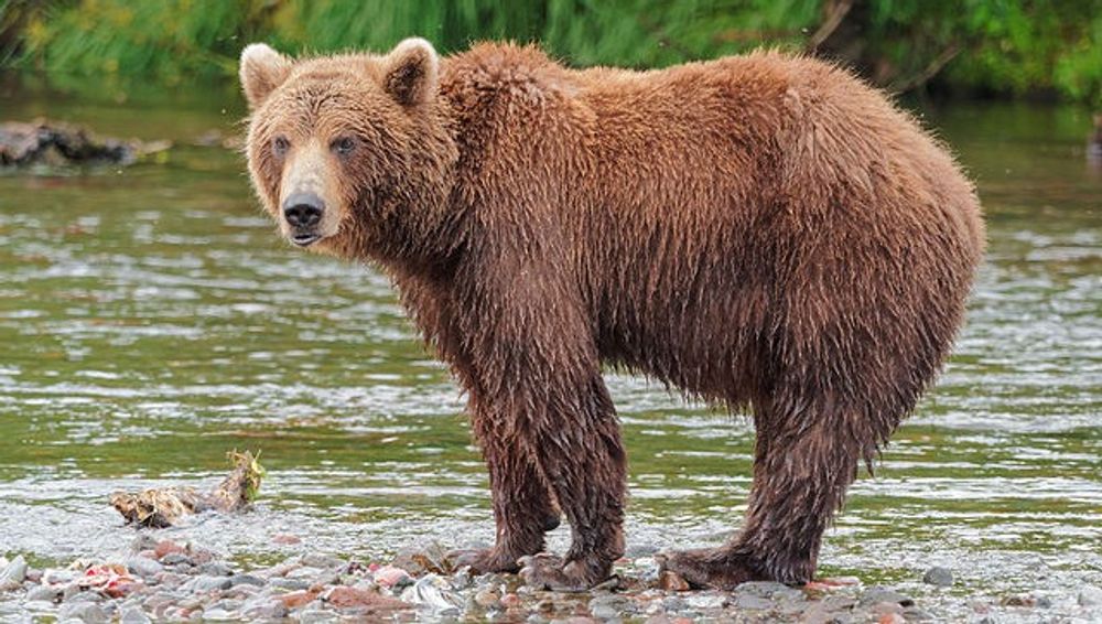 Idaho - Bears