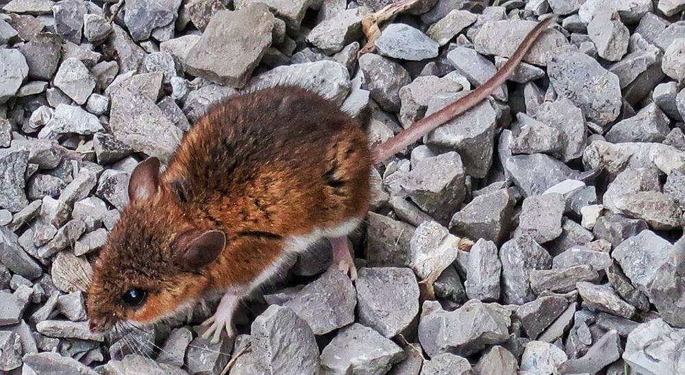 Nevada - Deer Mice