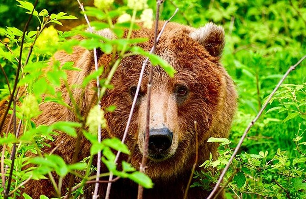 Montana - Grizzly Bears