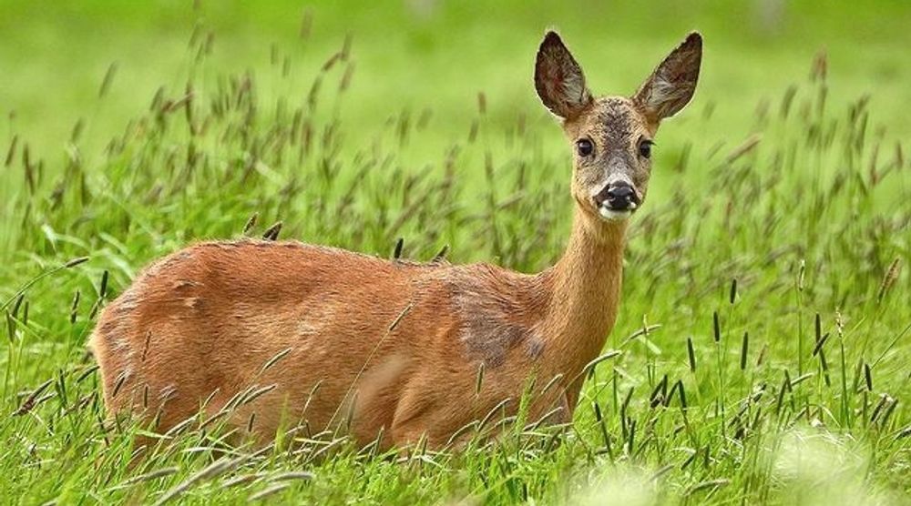 Minnesota - Deer