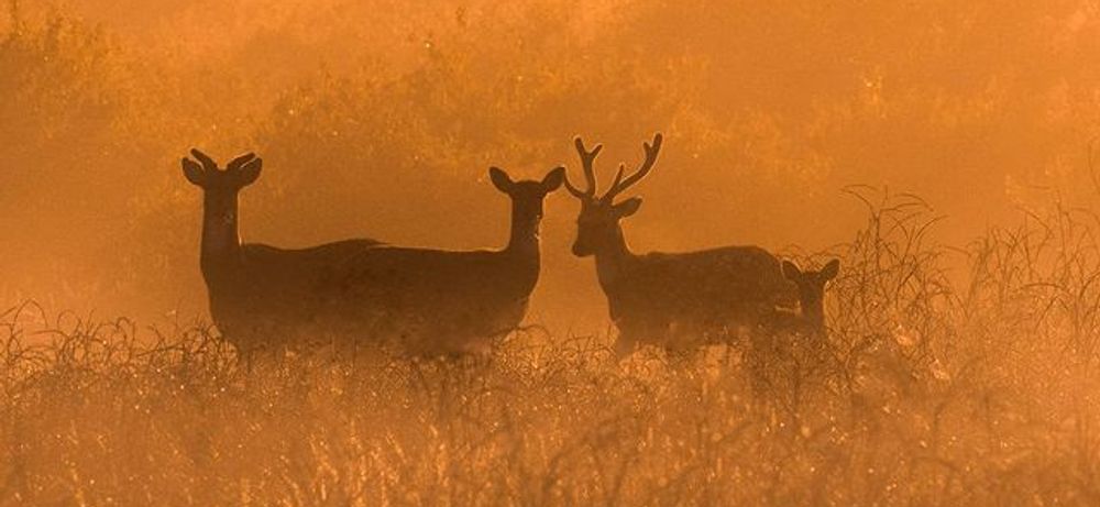 Mississippi - Deer