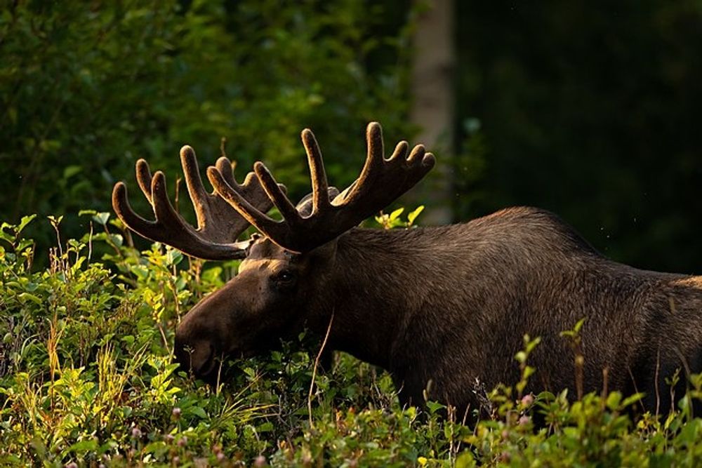 Alaska - Moose