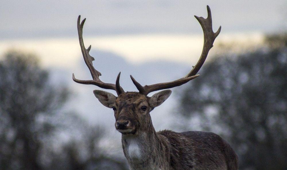 Utah - Deer