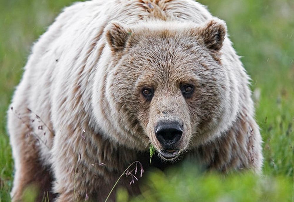 Wyoming - Bears