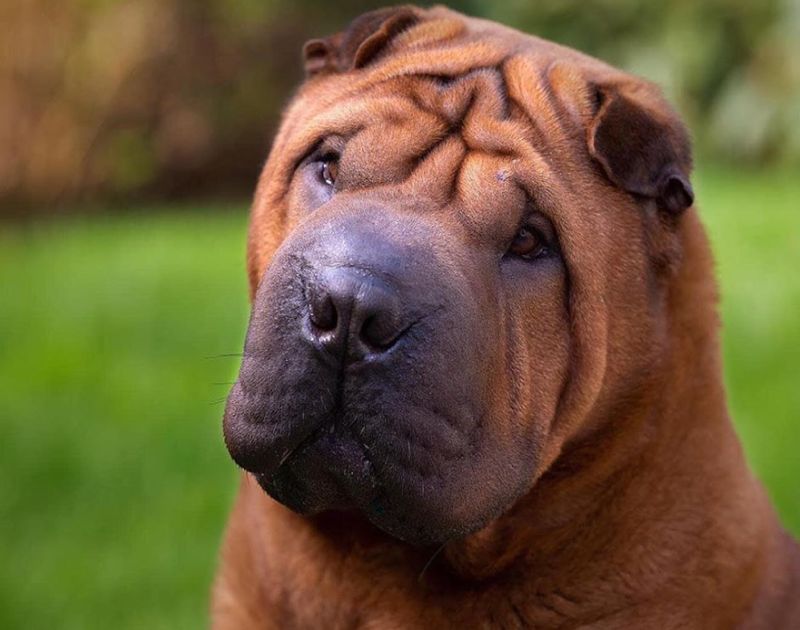 Chinese Shar-Pei