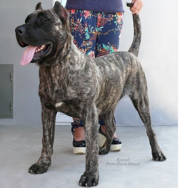 English Mastiff