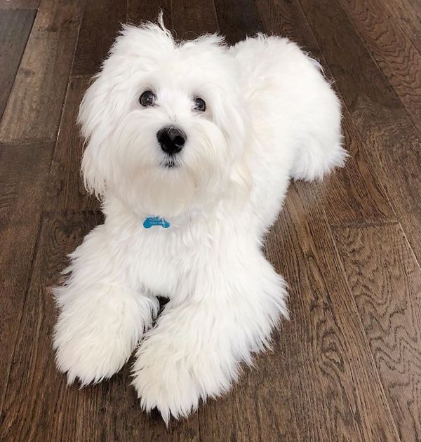 Coton De Tulear