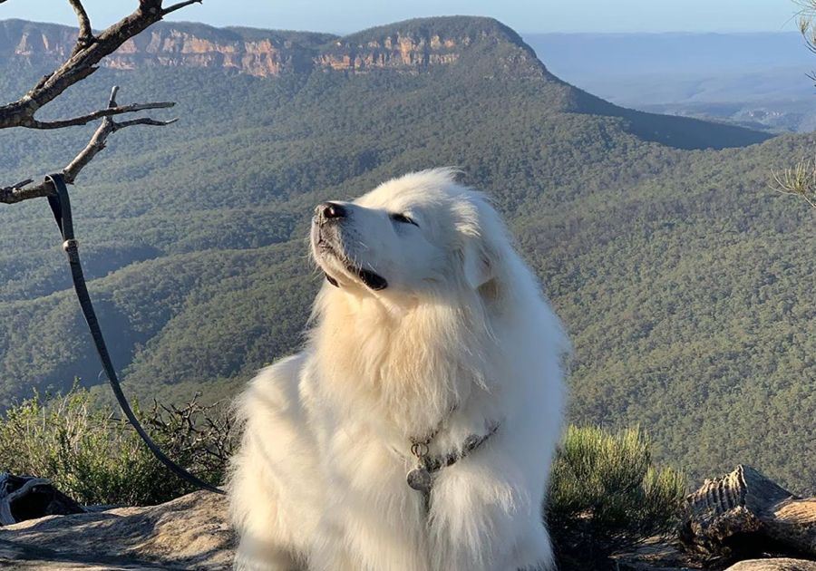 Great Pyrenees