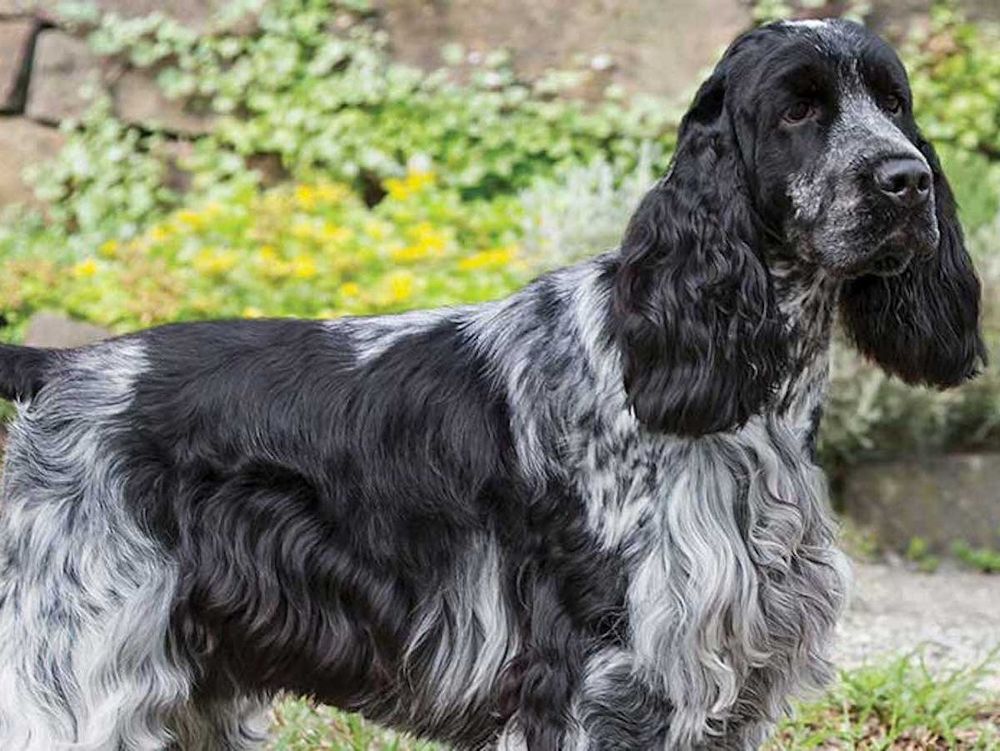 English Cocker Spaniel