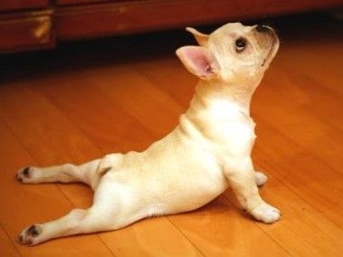 Puppy Yoga